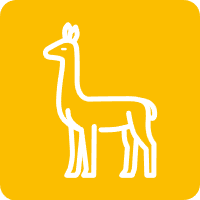 Vicuñas